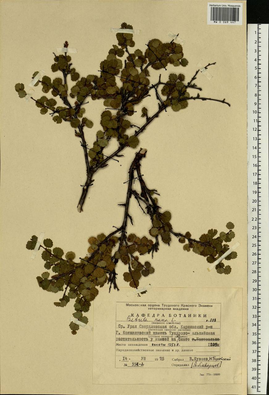 Betula nana L., Eastern Europe, Eastern region (E10) (Russia)