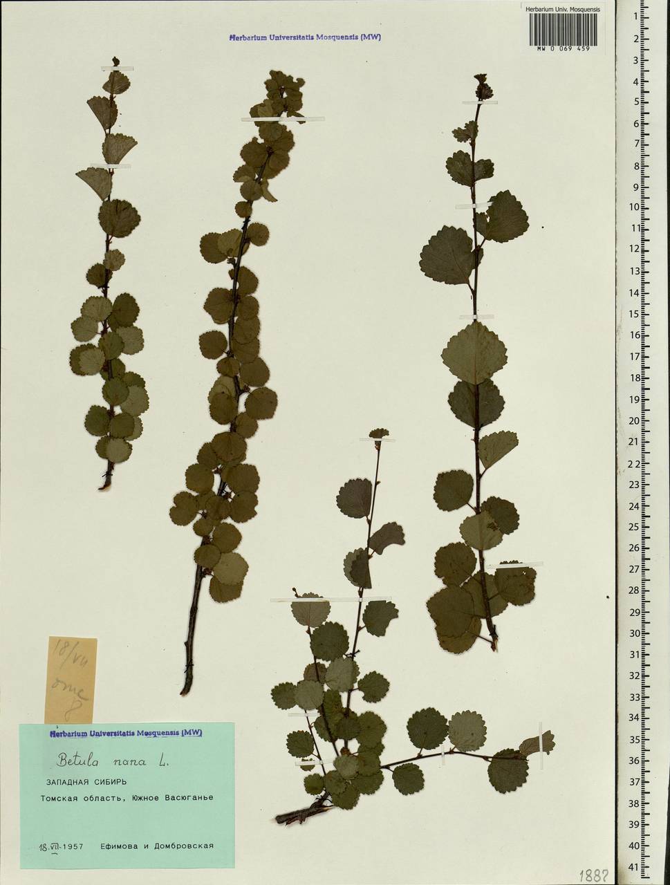 Betula nana L., Siberia, Western Siberia (S1) (Russia)