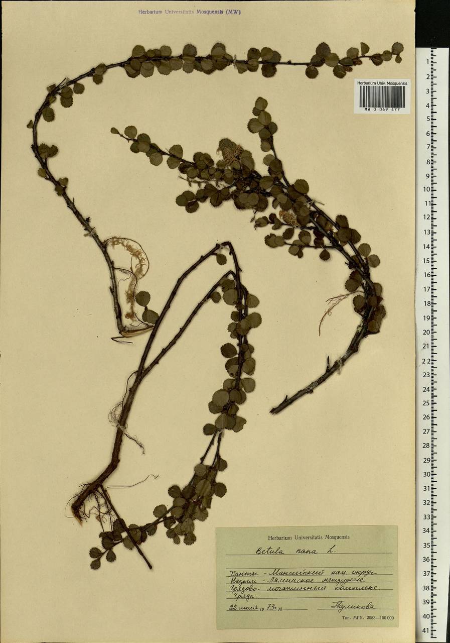 Betula nana L., Siberia, Western Siberia (S1) (Russia)