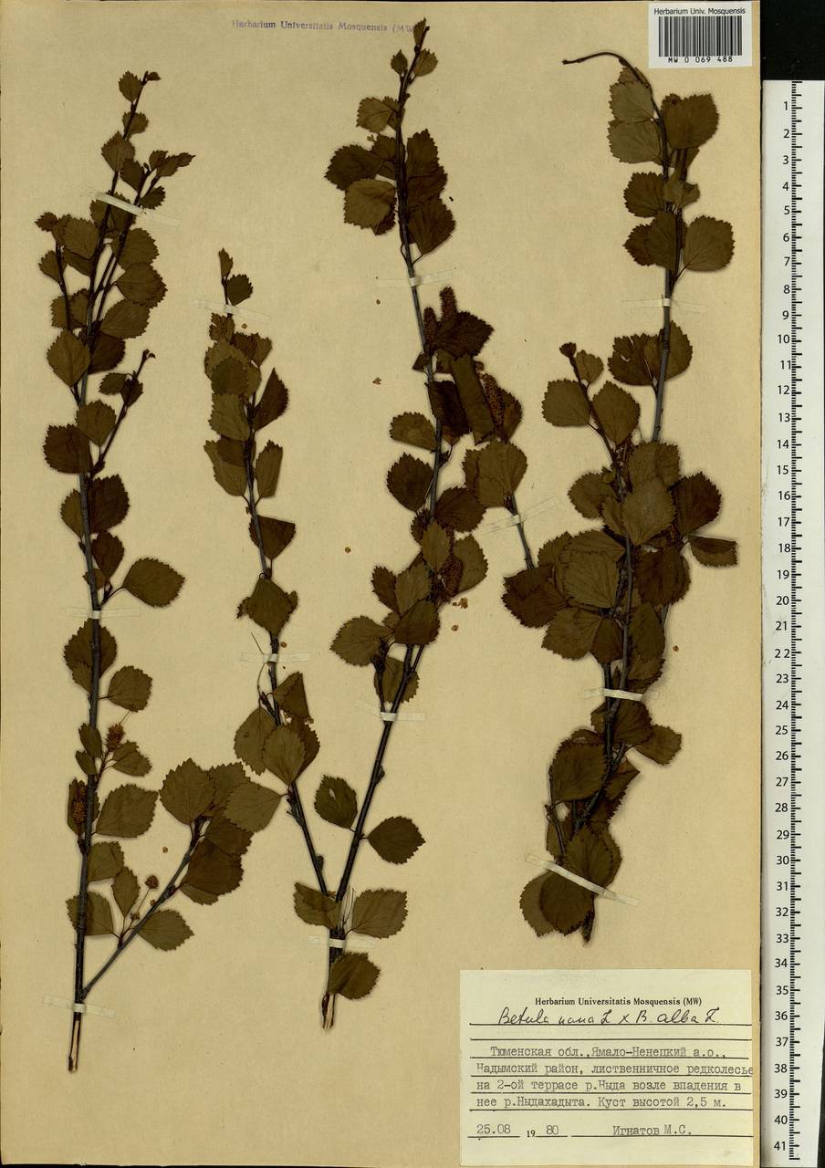 Betula nana L., Siberia, Western Siberia (S1) (Russia)