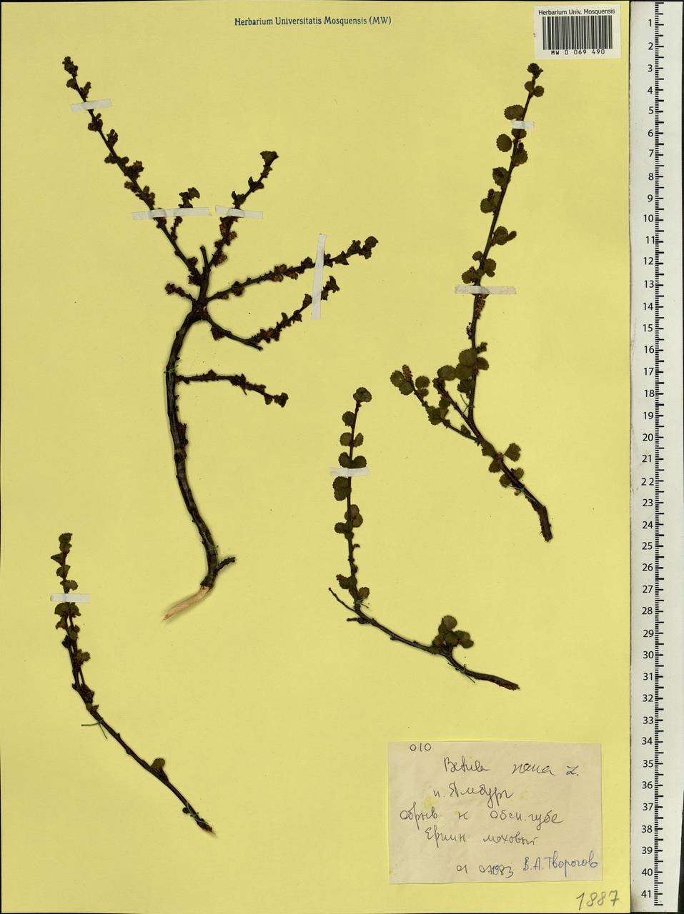 Betula nana L., Siberia, Western Siberia (S1) (Russia)