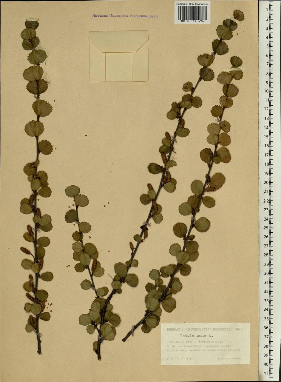 Betula nana L., Siberia, Western Siberia (S1) (Russia)