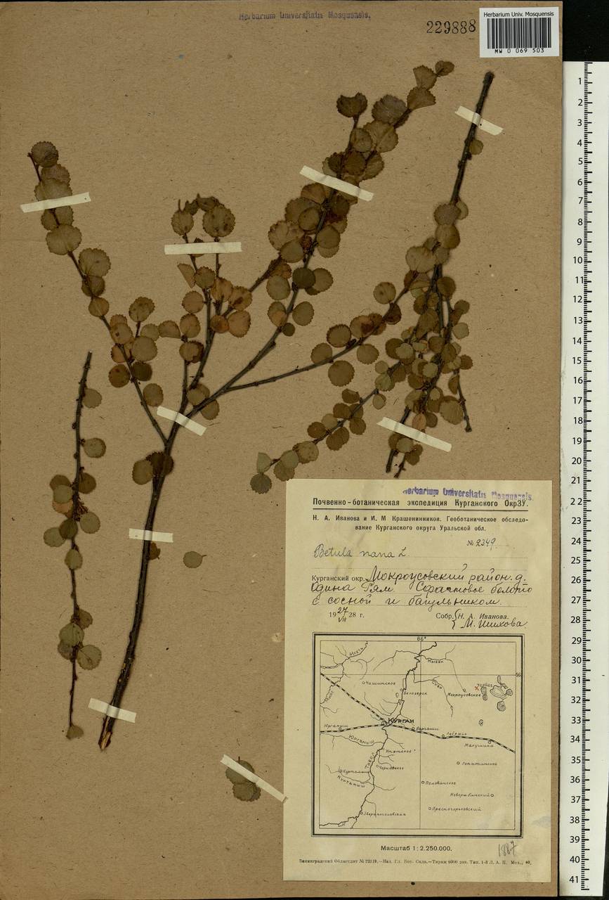 Betula nana L., Siberia, Western Siberia (S1) (Russia)