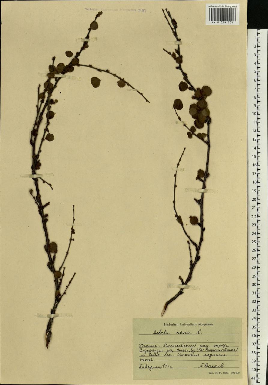 Betula nana L., Siberia, Western Siberia (S1) (Russia)