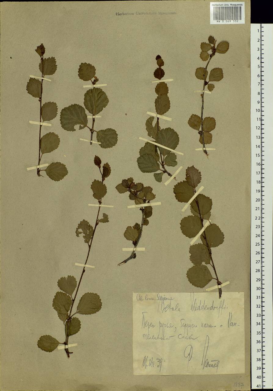 Betula fruticosa Pall., Siberia, Yakutia (S5) (Russia)
