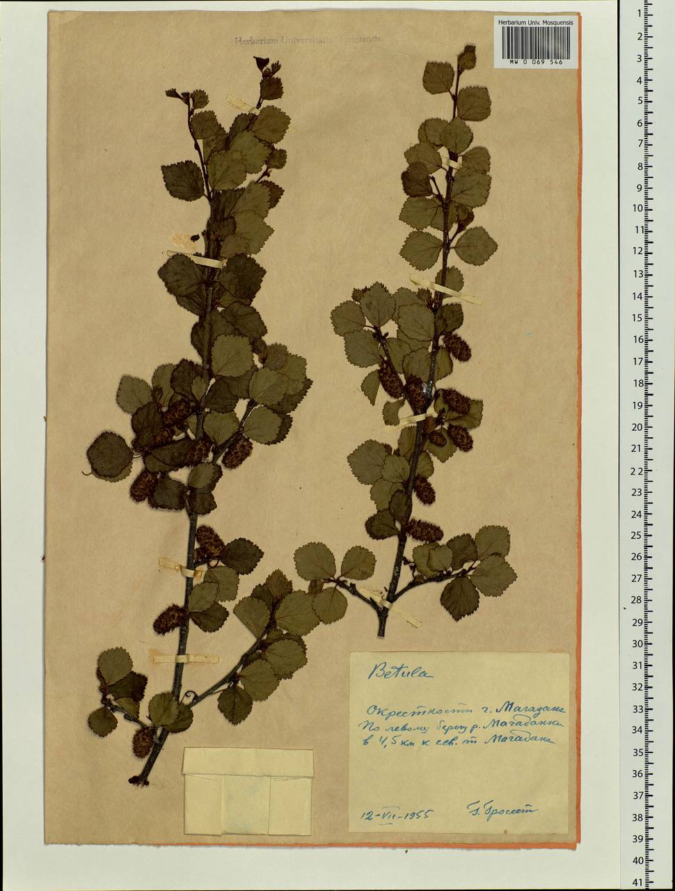 Betula fruticosa Pall., Siberia, Chukotka & Kamchatka (S7) (Russia)