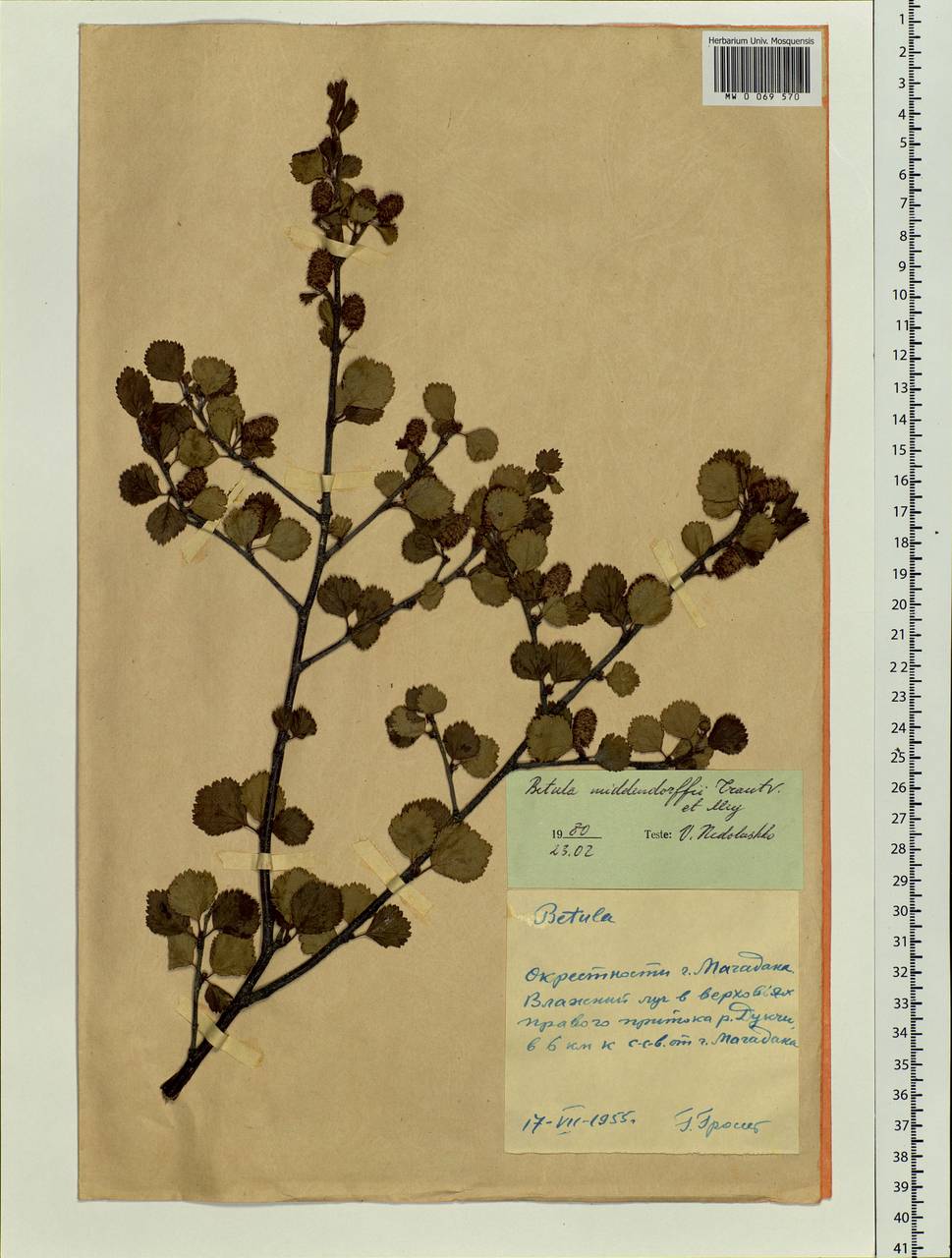 Betula fruticosa Pall., Siberia, Chukotka & Kamchatka (S7) (Russia)