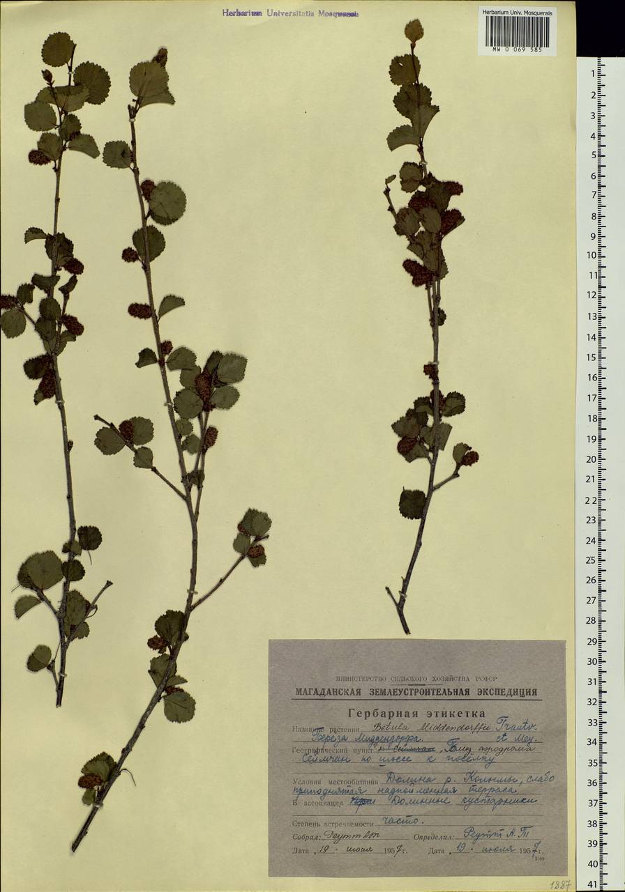 Betula fruticosa Pall., Siberia, Chukotka & Kamchatka (S7) (Russia)