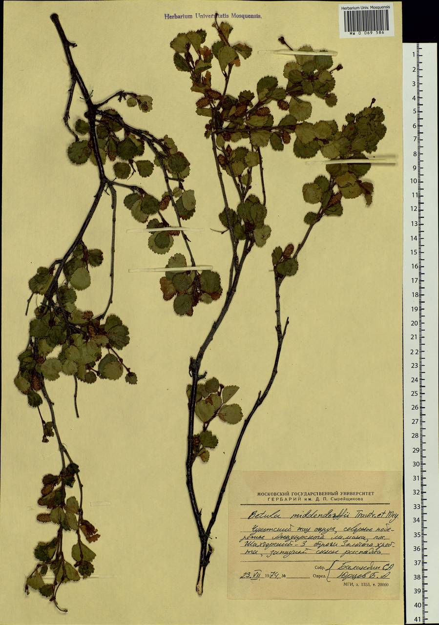 Betula fruticosa Pall., Siberia, Chukotka & Kamchatka (S7) (Russia)