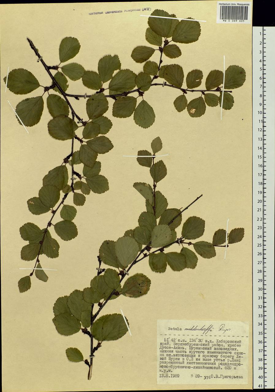 Betula fruticosa Pall., Siberia, Russian Far East (S6) (Russia)