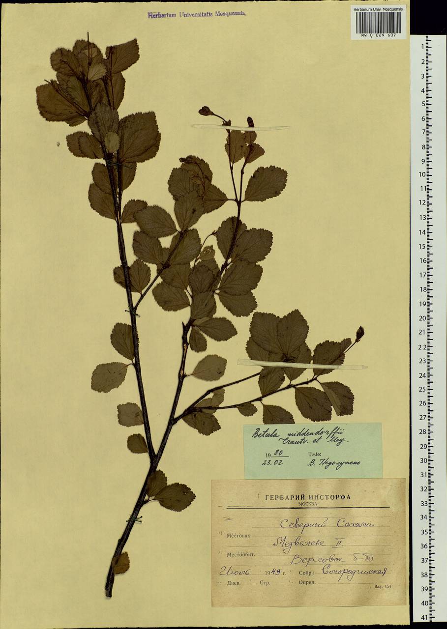 Betula fruticosa Pall., Siberia, Russian Far East (S6) (Russia)