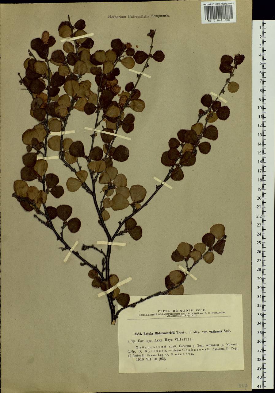 Betula fruticosa Pall., Siberia, Russian Far East (S6) (Russia)