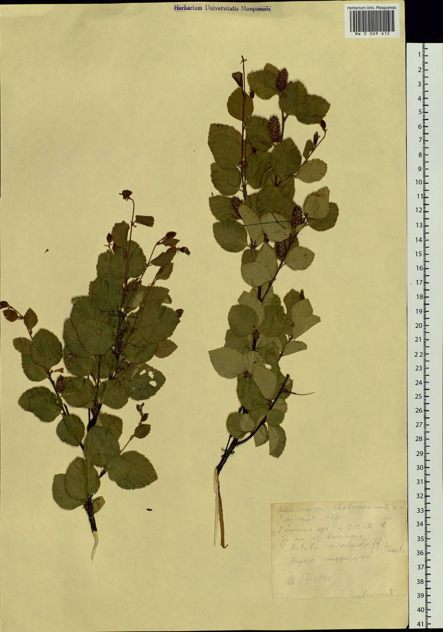 Betula fruticosa Pall., Siberia, Russian Far East (S6) (Russia)