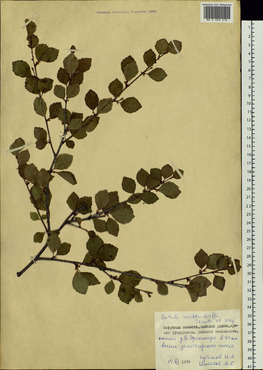 Betula fruticosa Pall., Siberia, Russian Far East (S6) (Russia)