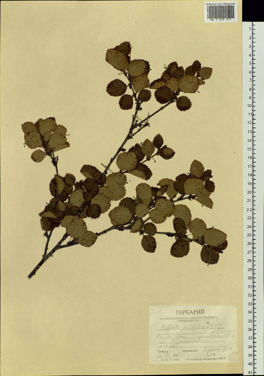 Betula fruticosa Pall., Siberia, Russian Far East (S6) (Russia)