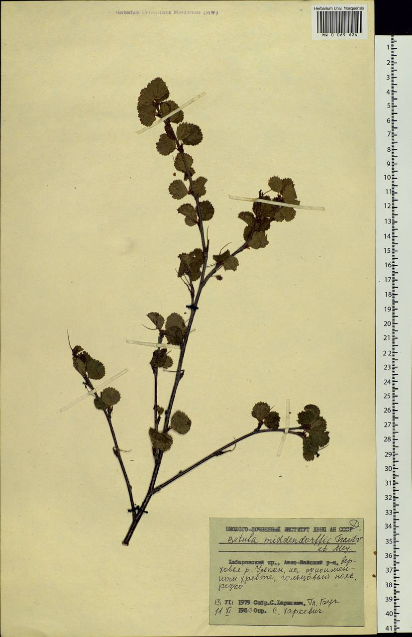 Betula fruticosa Pall., Siberia, Russian Far East (S6) (Russia)
