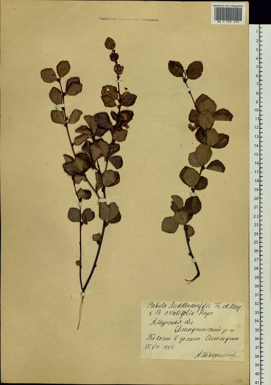 Betula fruticosa Pall., Siberia, Russian Far East (S6) (Russia)