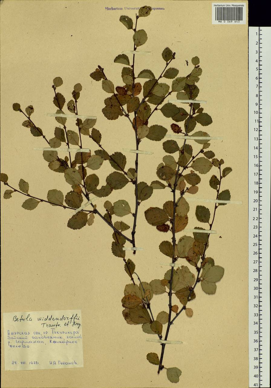 Betula fruticosa Pall., Siberia, Russian Far East (S6) (Russia)