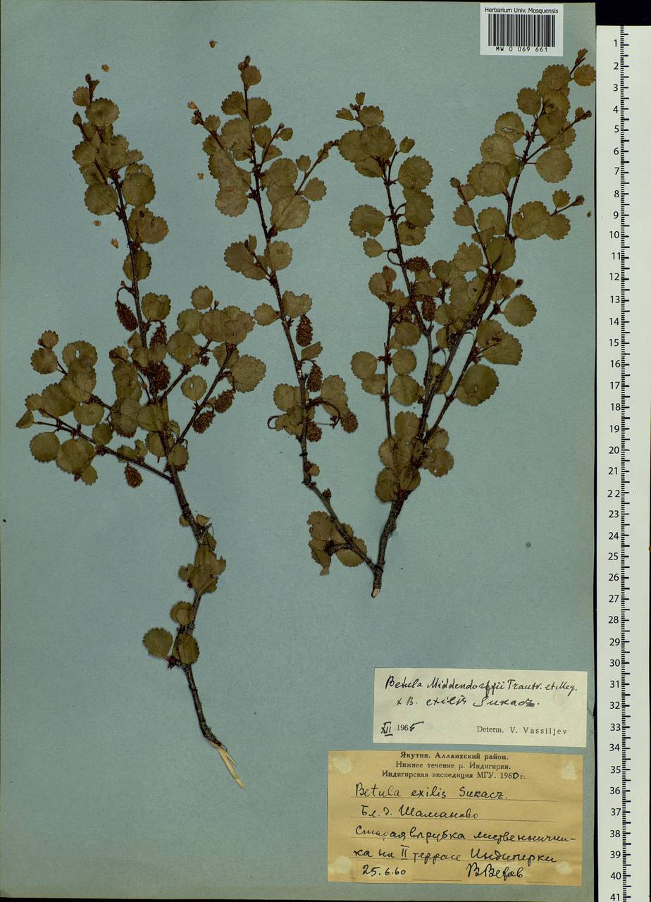 Betula fruticosa Pall., Siberia, Yakutia (S5) (Russia)