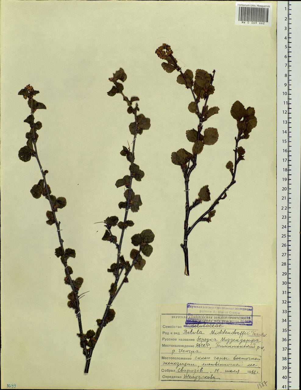 Betula fruticosa Pall., Siberia, Yakutia (S5) (Russia)