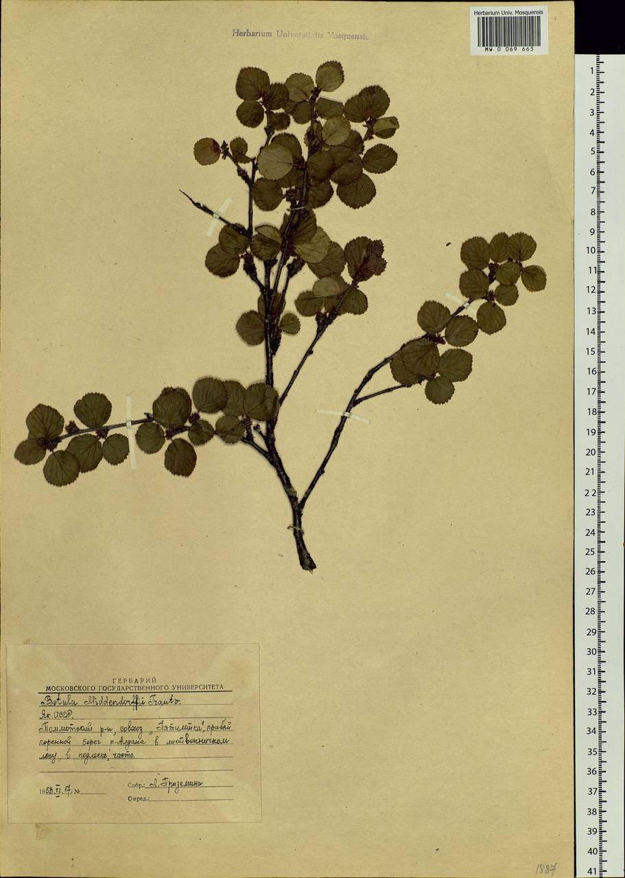 Betula fruticosa Pall., Siberia, Yakutia (S5) (Russia)