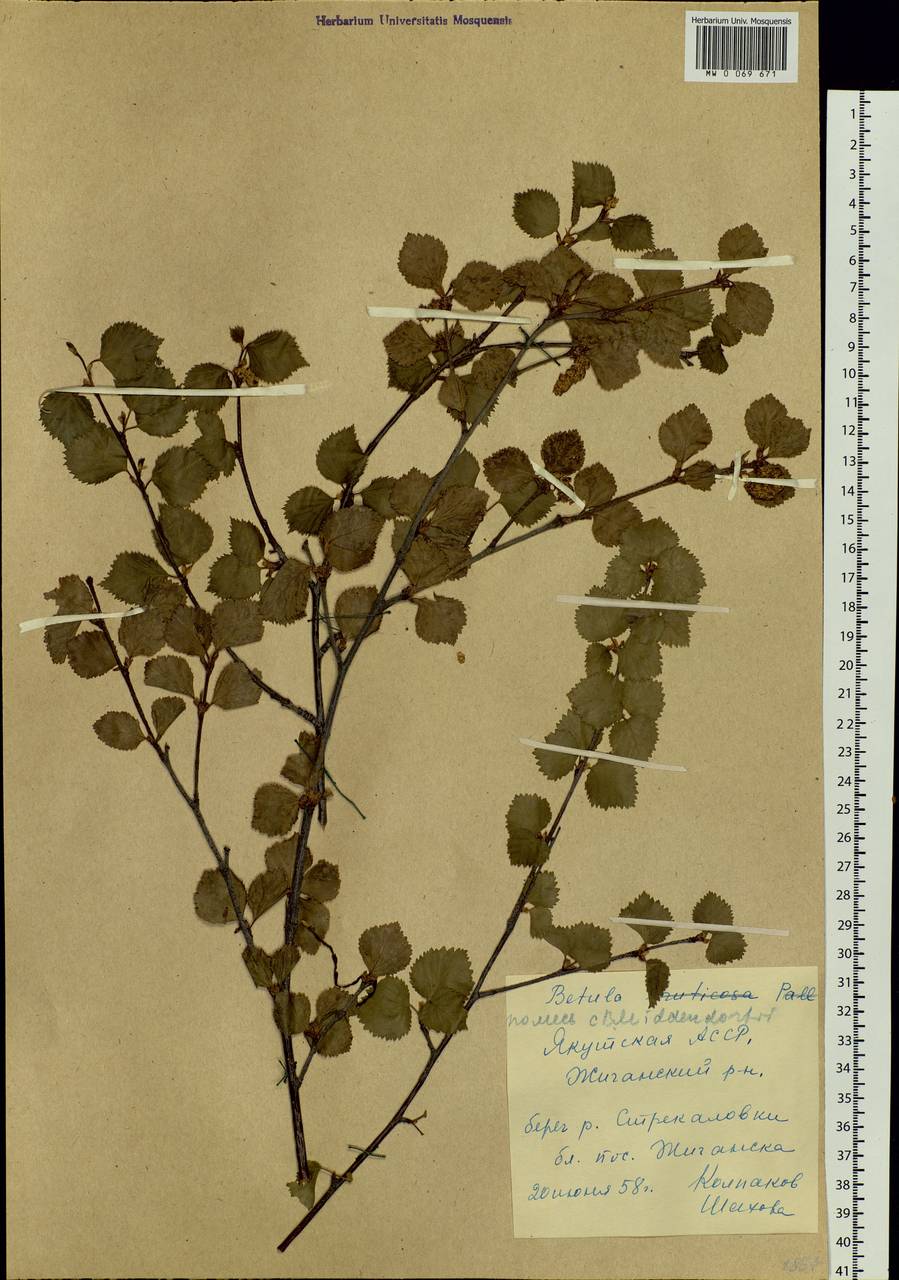 Betula fruticosa Pall., Siberia, Yakutia (S5) (Russia)