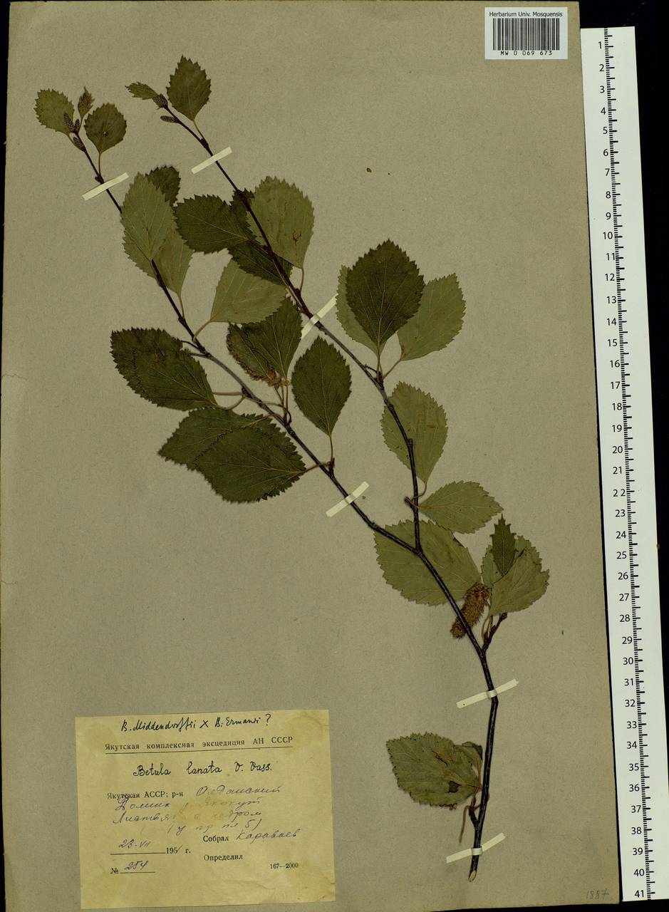 Betula fruticosa Pall., Siberia, Yakutia (S5) (Russia)