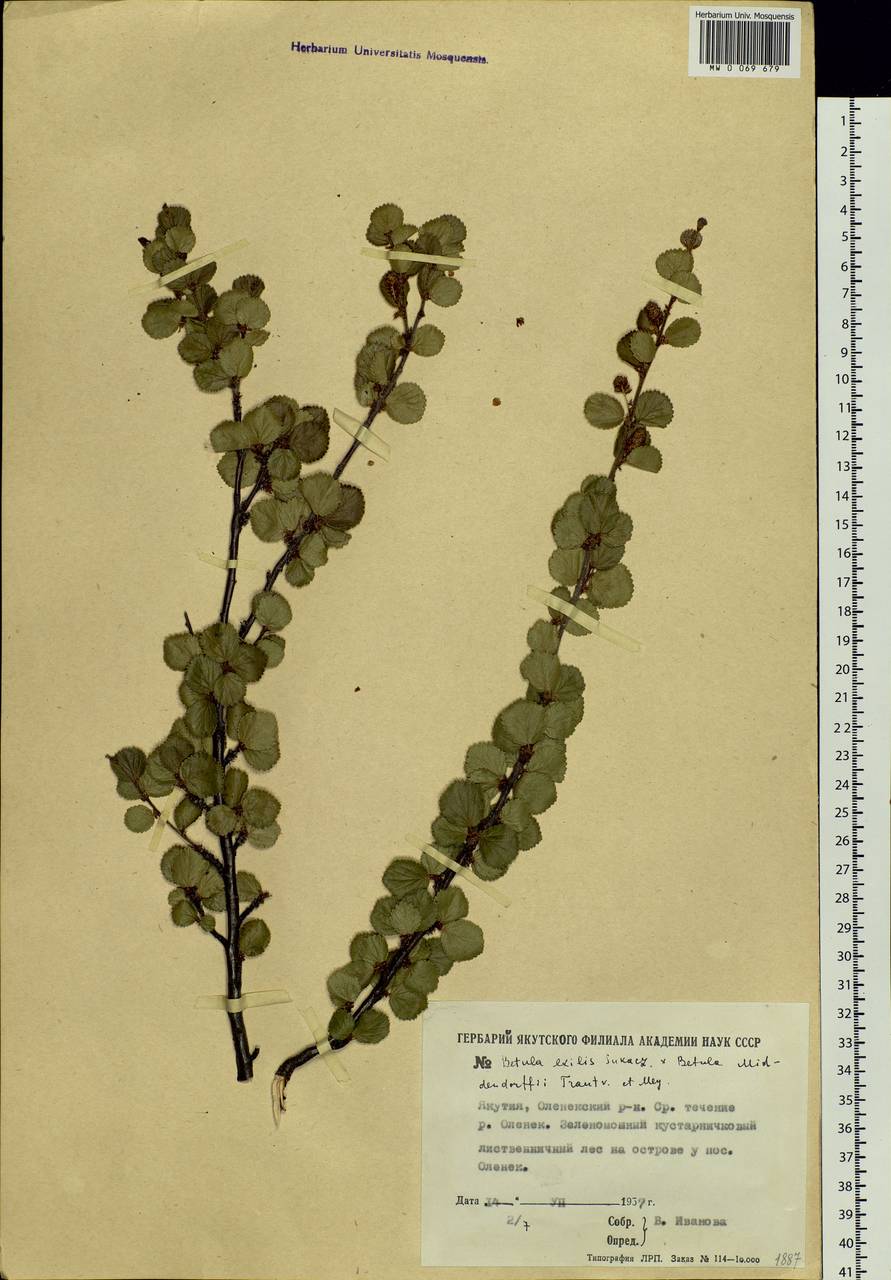 Betula fruticosa Pall., Siberia, Yakutia (S5) (Russia)