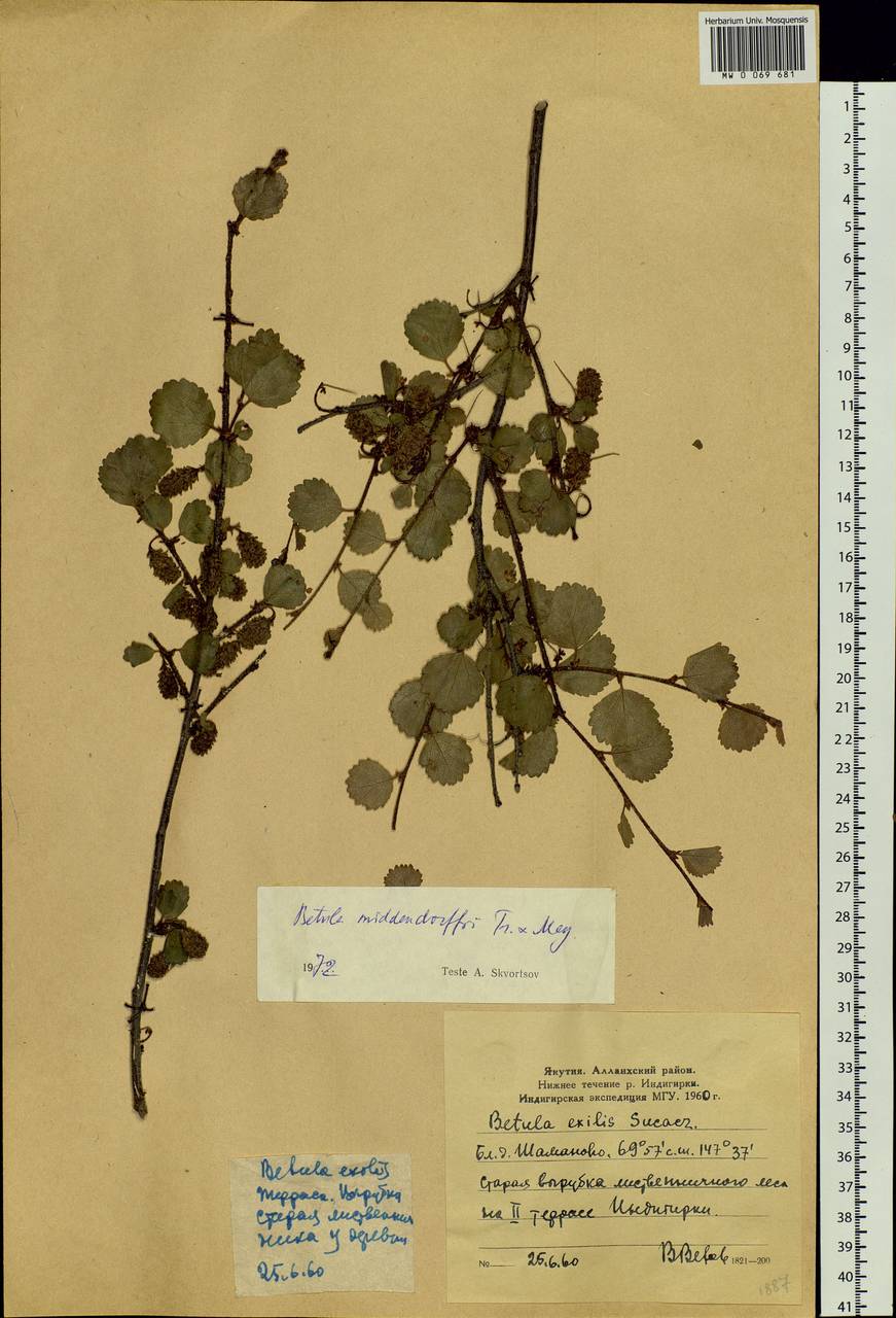 Betula fruticosa Pall., Siberia, Yakutia (S5) (Russia)