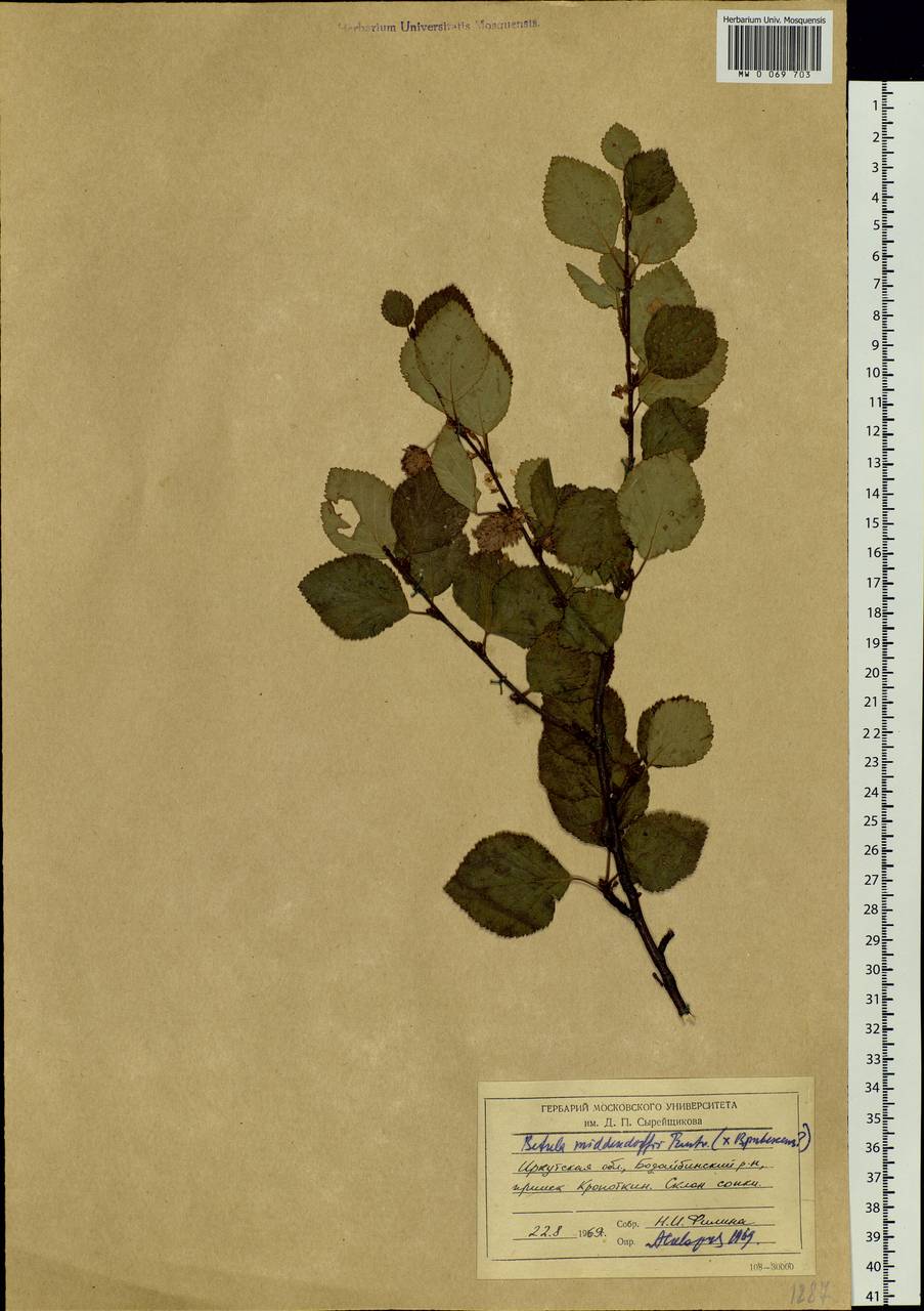 Betula fruticosa Pall., Siberia, Baikal & Transbaikal region (S4) (Russia)