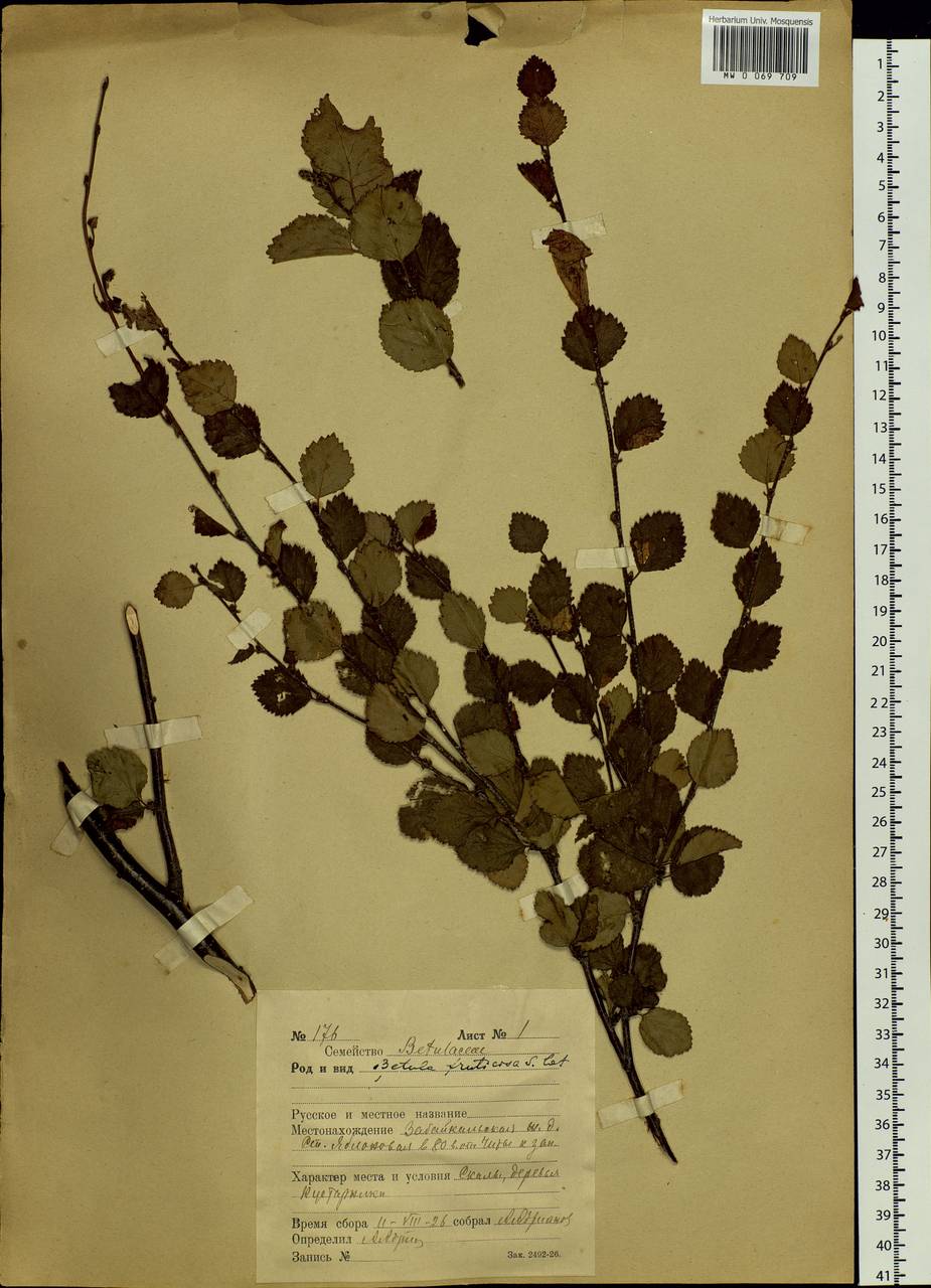 Betula fruticosa Pall., Siberia, Baikal & Transbaikal region (S4) (Russia)