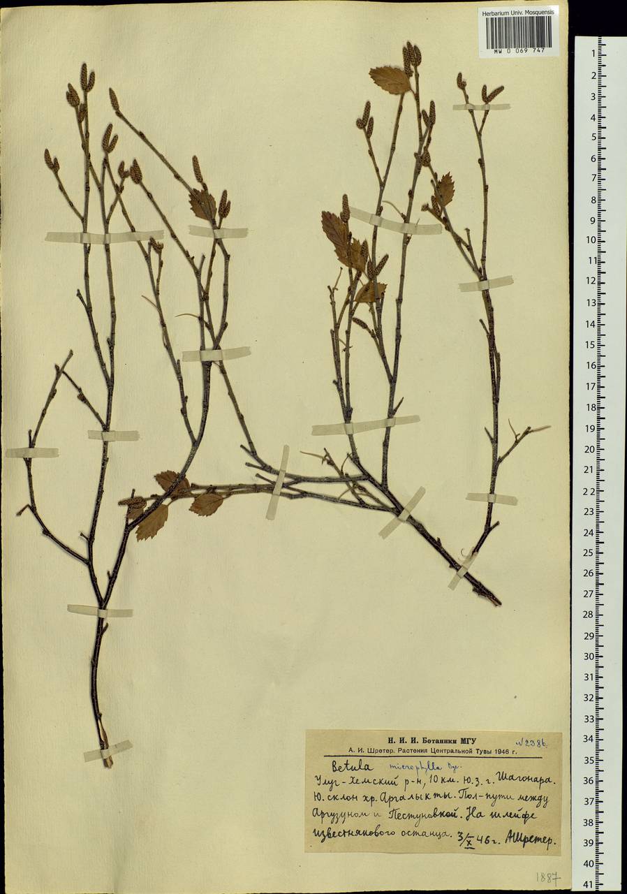 Betula microphylla Bunge, Siberia, Altai & Sayany Mountains (S2) (Russia)