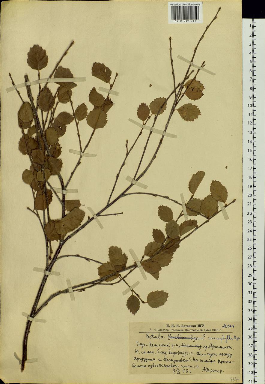 Betula microphylla Bunge, Siberia, Altai & Sayany Mountains (S2) (Russia)