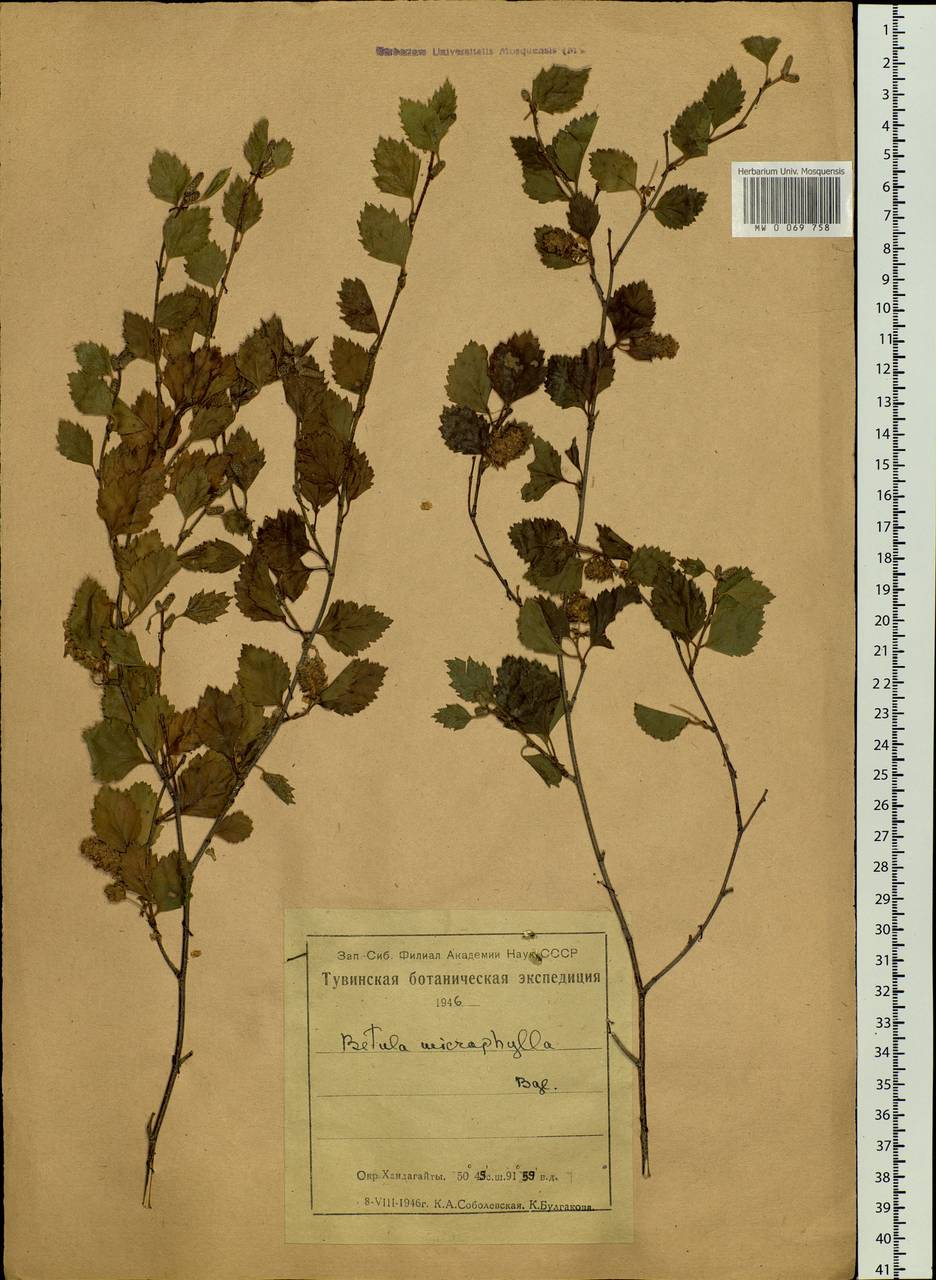 Betula microphylla Bunge, Siberia, Altai & Sayany Mountains (S2) (Russia)