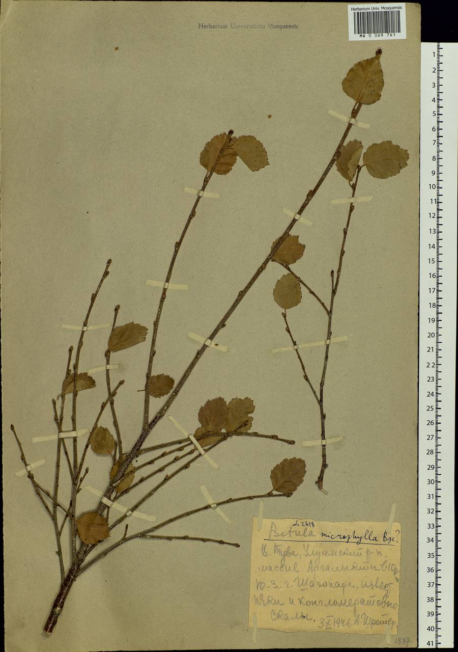 Betula microphylla Bunge, Siberia, Altai & Sayany Mountains (S2) (Russia)