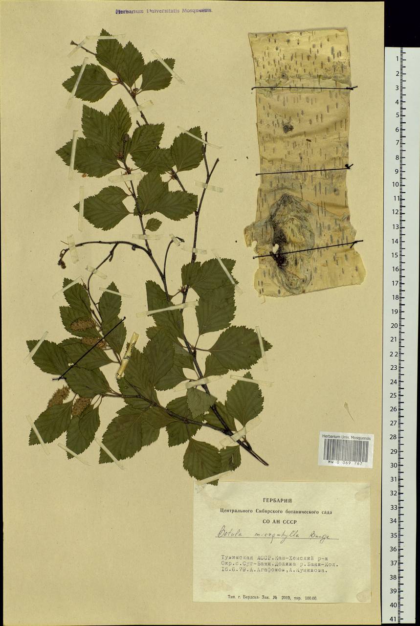 Betula microphylla Bunge, Siberia, Altai & Sayany Mountains (S2) (Russia)