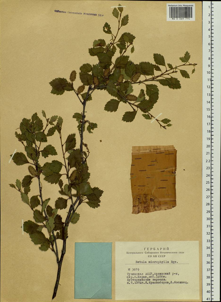 Betula microphylla Bunge, Siberia, Altai & Sayany Mountains (S2) (Russia)