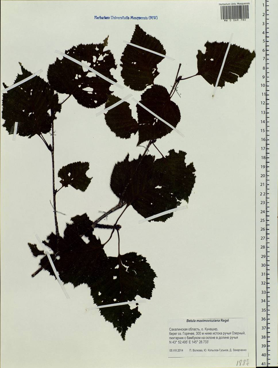 Betula maximowicziana Regel, Siberia, Russian Far East (S6) (Russia)
