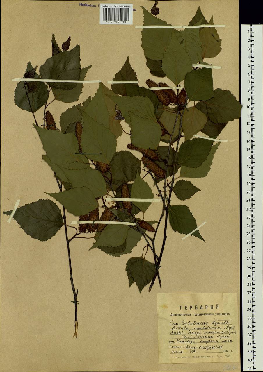 Betula pendula subsp. mandshurica (Regel) Ashburner & McAll., Siberia, Russian Far East (S6) (Russia)