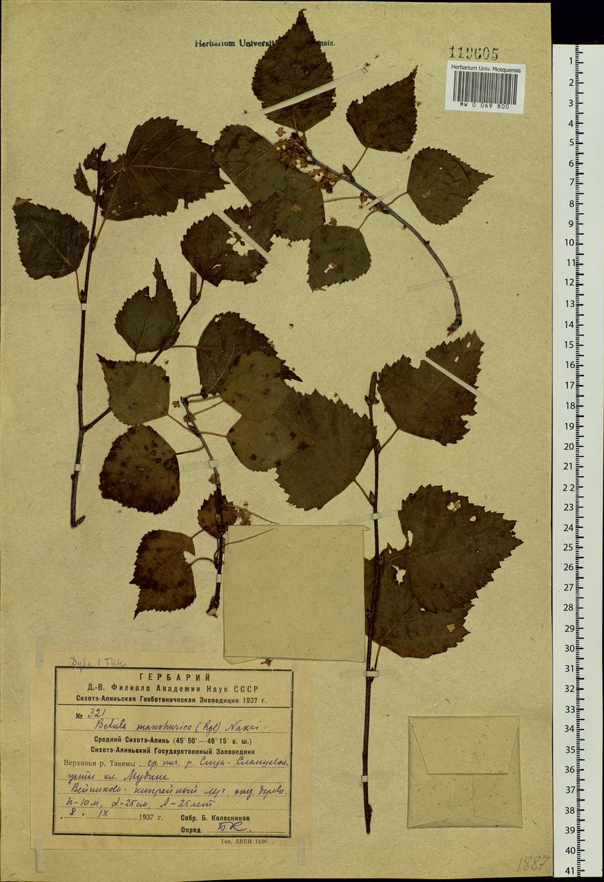 Betula pendula subsp. mandshurica (Regel) Ashburner & McAll., Siberia, Russian Far East (S6) (Russia)