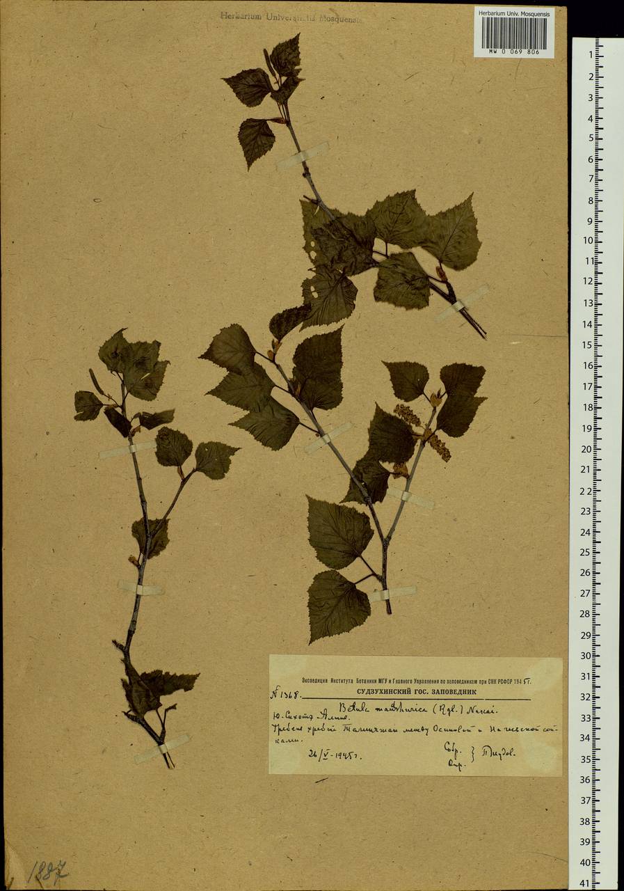 Betula pendula subsp. mandshurica (Regel) Ashburner & McAll., Siberia, Russian Far East (S6) (Russia)