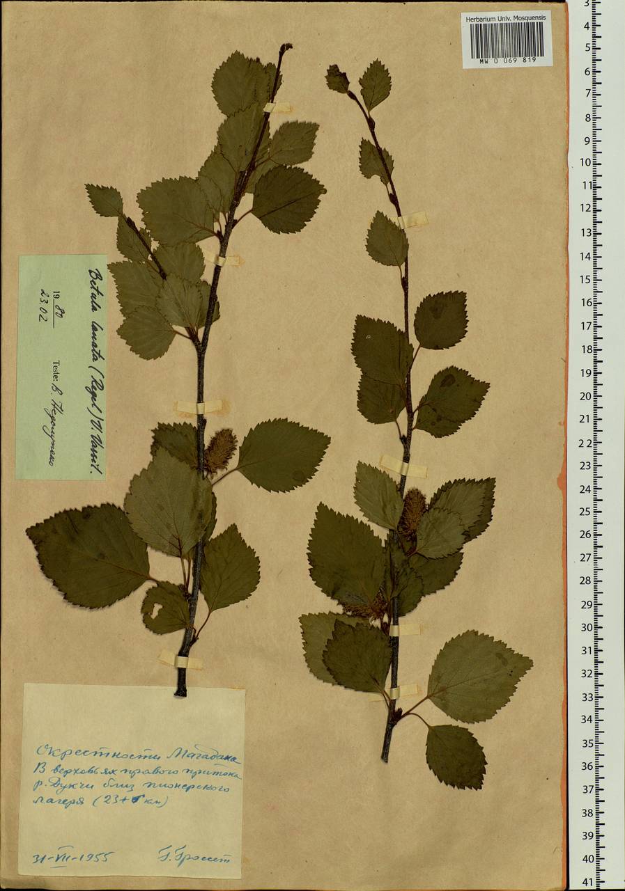 Betula ermanii var. lanata Regel, Siberia, Chukotka & Kamchatka (S7) (Russia)