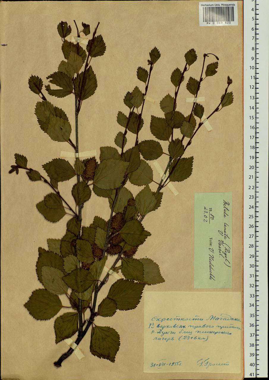 Betula ermanii var. lanata Regel, Siberia, Chukotka & Kamchatka (S7) (Russia)