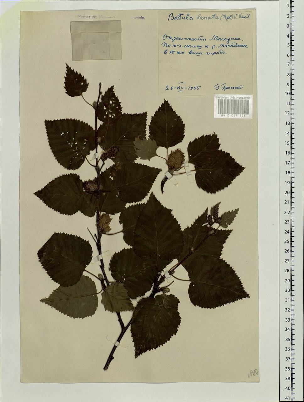 Betula ermanii var. lanata Regel, Siberia, Chukotka & Kamchatka (S7) (Russia)