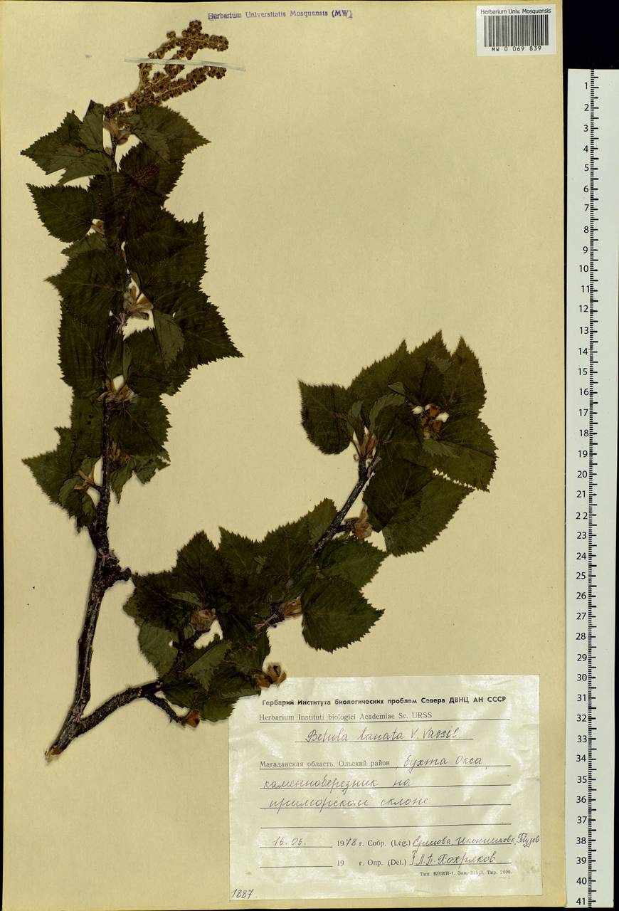 Betula ermanii var. lanata Regel, Siberia, Chukotka & Kamchatka (S7) (Russia)
