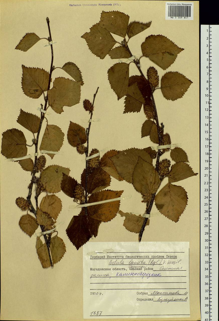 Betula ermanii var. lanata Regel, Siberia, Chukotka & Kamchatka (S7) (Russia)