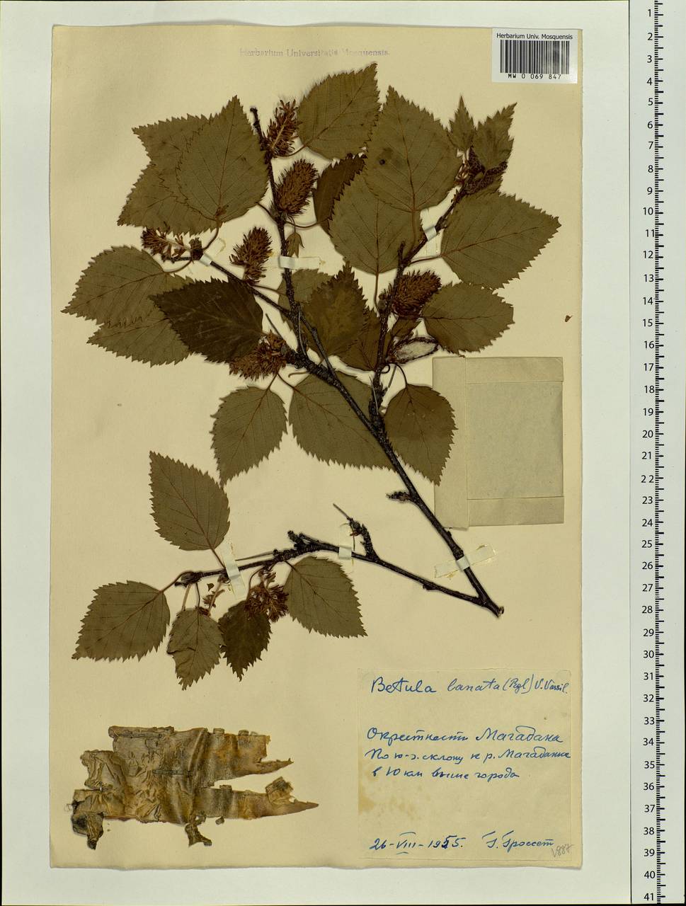 Betula ermanii var. lanata Regel, Siberia, Chukotka & Kamchatka (S7) (Russia)