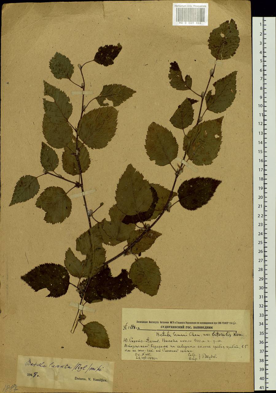 Betula ermanii var. lanata Regel, Siberia, Russian Far East (S6) (Russia)