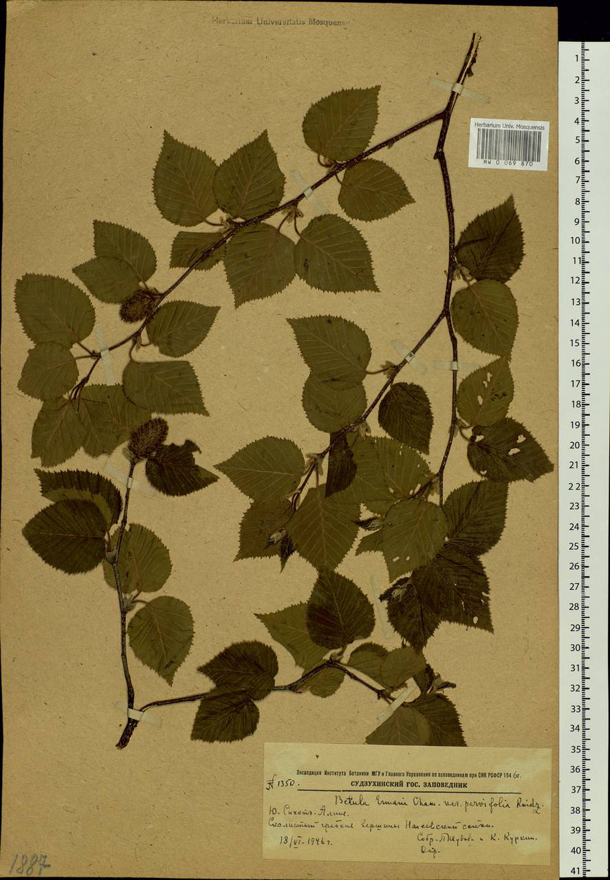 Betula ermanii var. lanata Regel, Siberia, Russian Far East (S6) (Russia)