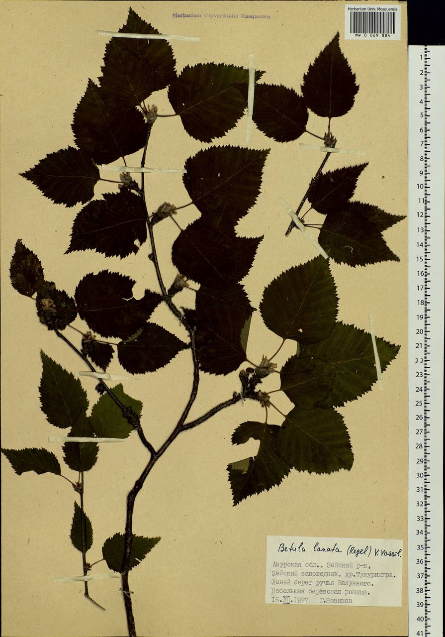 Betula ermanii var. lanata Regel, Siberia, Russian Far East (S6) (Russia)